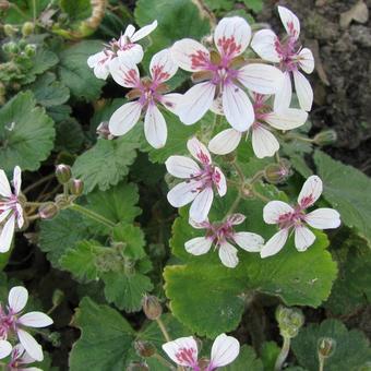 Erodium pelargoniflorum