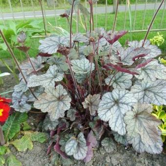 Heuchera 'Silver Scrolls'