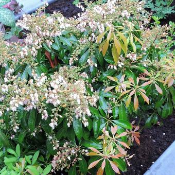 Pieris japonica 'Valley rose'