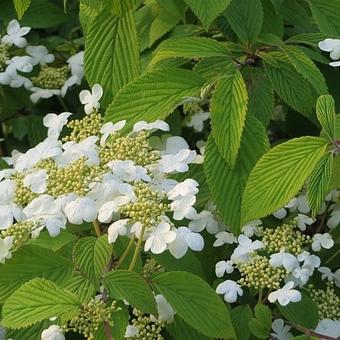 Viburnum plicatum f. tomentosum 'Mariesii'