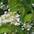 Viburnum plicatum f. tomentosum 'Mariesii'