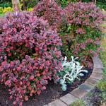 Berberis thunbergii f. atropurpurea 'Atropurpurea Nana' - 