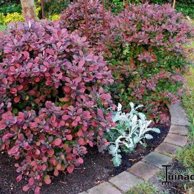 Berberis thunbergii f. atropurpurea 'Atropurpurea Nana' - 