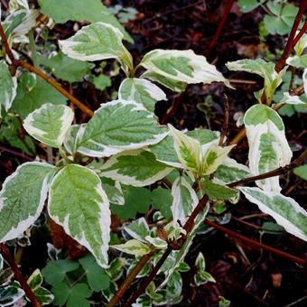 Cornus alba 'Sibirica Variegata'