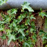 Hedera helix 'Ivalace' - 