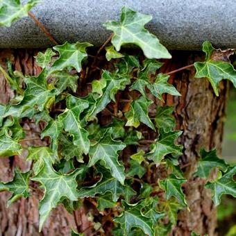 Hedera helix 'Ivalace'