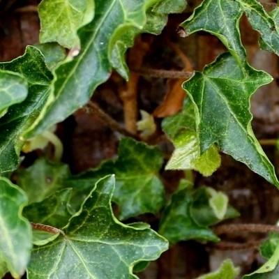 Hedera helix 'Ivalace' - Hedera helix 'Ivalace'