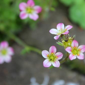 Saxifraga x arendsii 'Blütenteppich'