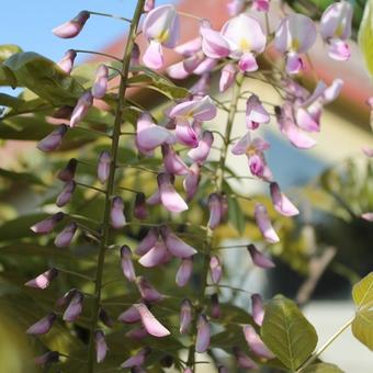 Wisteria floribunda f. multijuga 'Kyushaku'