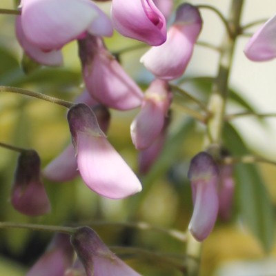 Wisteria floribunda f. multijuga 'Kyushaku' - 