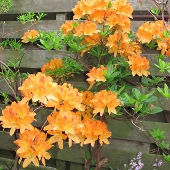 Rhododendron 'Frans van der Bom'