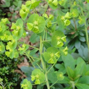 Euphorbia