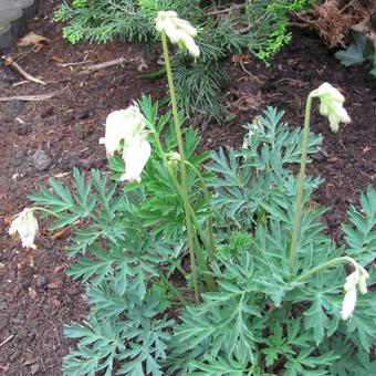 Dicentra formosa 'Aurora'