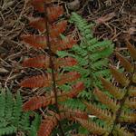 Dryopteris lepidopoda - 