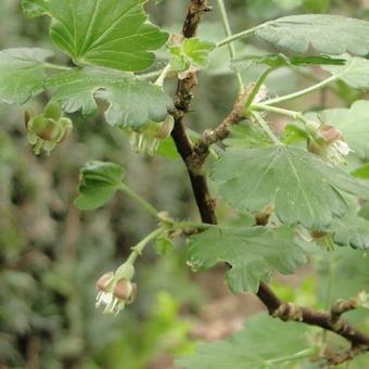 Ribes uva-crispa Hinnonmaki Röd