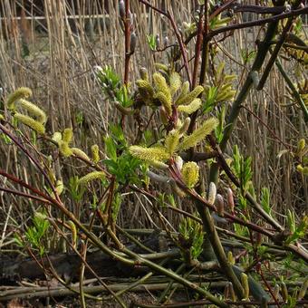 Salix udensis 'Sekka'