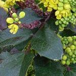 Mahonia x wagneri 'Pinnacle' - 