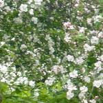 Malus domestica 'Groninger Kroon' - 