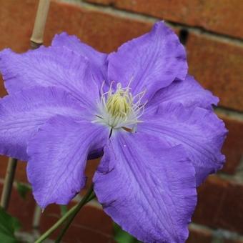 Clematis 'Lasurstern'