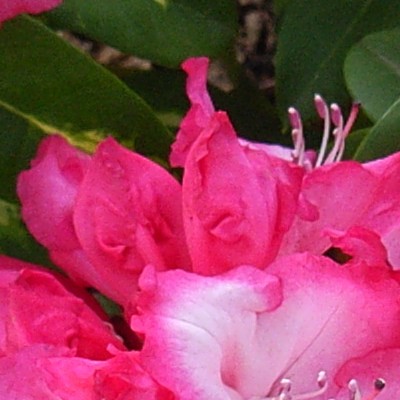 Rhododendron 'President Roosevelt' - 