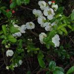 Chaenomeles  speciosa 'Nivalis' - Chaenomeles speciosa 'Nivalis'