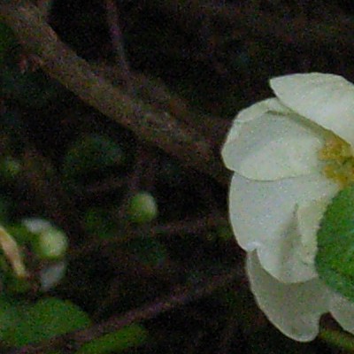 Chaenomeles  speciosa 'Nivalis'