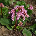 Bergenia 'Eden's Dark Margin' - 