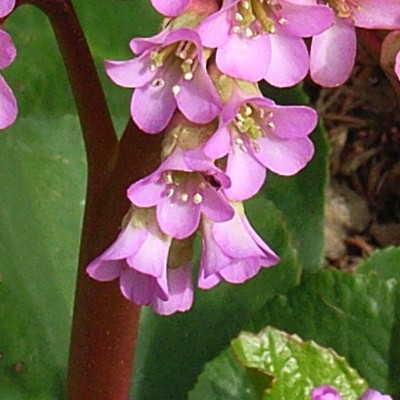 Bergenia 'Eden's Dark Margin' - Bergenia 'Eden's Dark Margin'