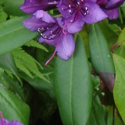 Rhododendron 'Marcel Menard'