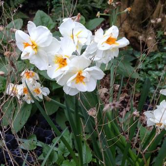 Narcissus 'Cheerfulness'