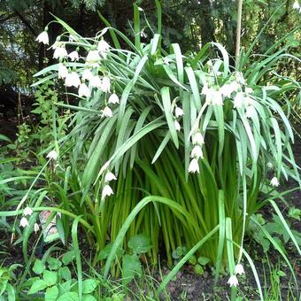 Leucojum aestivum 'Gravetye Giant'