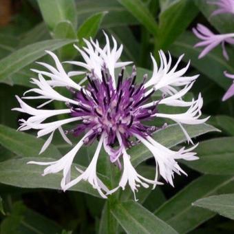 Centaurea montana 'Purple Heart'