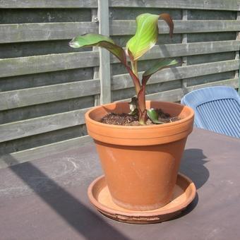 Ensete ventricosum 'Maurelii'