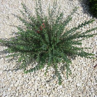 Hypericum olympicum f. uniflorum 'Citrinum'