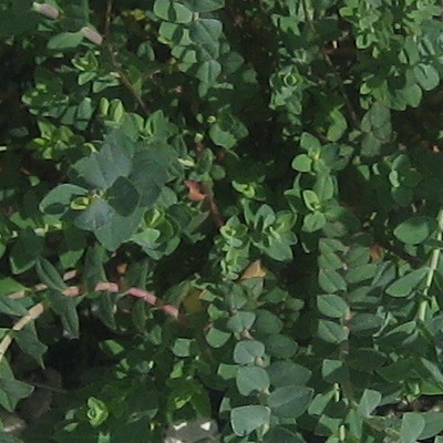 Hypericum olympicum f. uniflorum 'Citrinum'