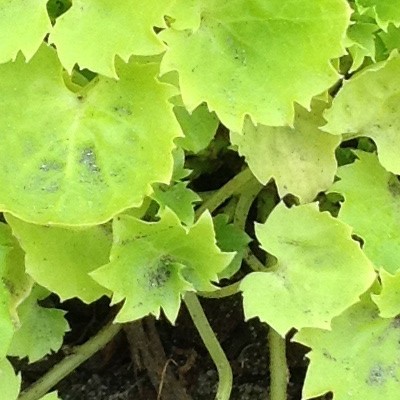 Campanula garganica 'Dickson's Gold' - Campanula garganica 'Dickson's Gold'