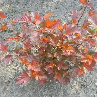 Physocarpus opulifolius 'Diable d'Or'