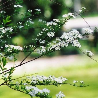 Spiraea arguta