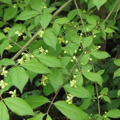 Flügel-Spindelstrauch - Euonymus alatus   