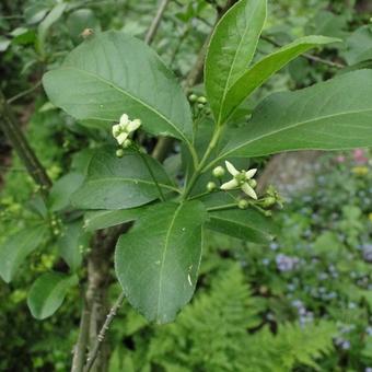 Euonymus europaeus