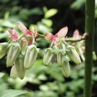 Vaccinium corymbosum