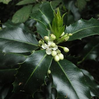 Ilex aquifolium