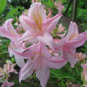 Rhododendron  'Bouquet de Flore'