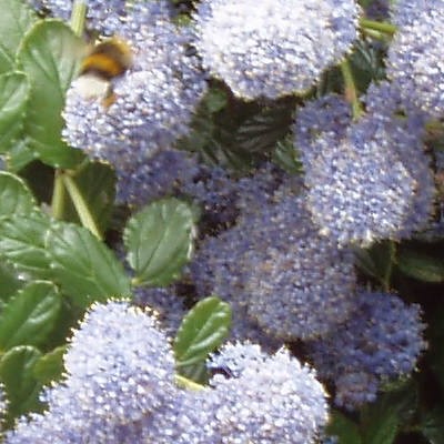 Kriechende Säckelblume - Ceanothus thyrsiflorus var. repens