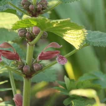 Lamium orvala