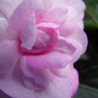 Impatiens walleriana 'FIESTA Apple Blossom'