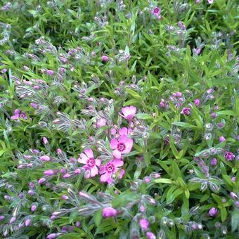 Phlox subulata