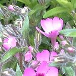 Phlox subulata 'EARLY SPRING Dark Pink' - 