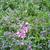 Phlox subulata 'EARLY SPRING Dark Pink'