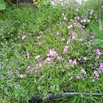 Phlox subulata 'EARLY SPRING Dark Pink'